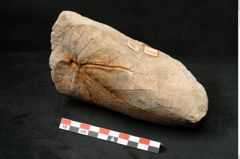 Foto (Seitenansicht) von Credneria acuminata Hampe (NHMW-GEO-2024-0188-10598)
